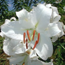 白い花