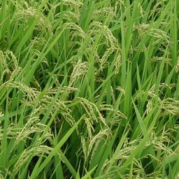 稲穂