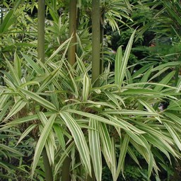 大名竹