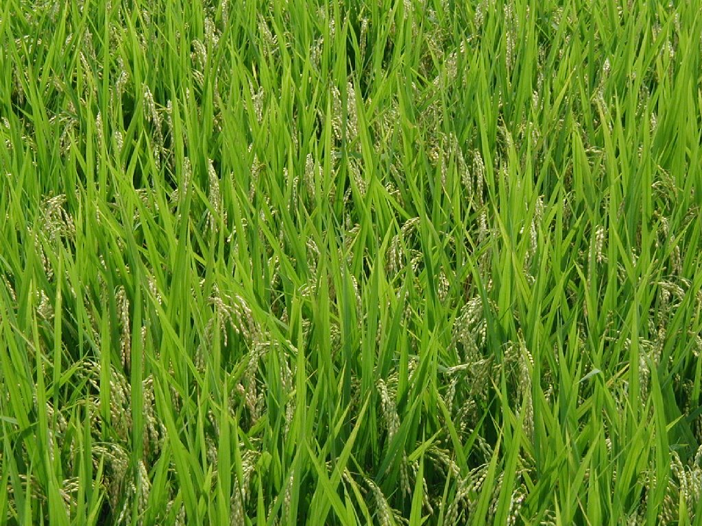 ʌzJsEE - ԁi9Bej - ʐ^f - ݃{