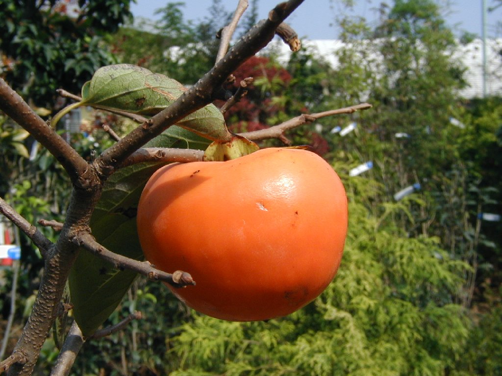 ʌsEJL - ԁi10Bej - ʐ^f - ݃{