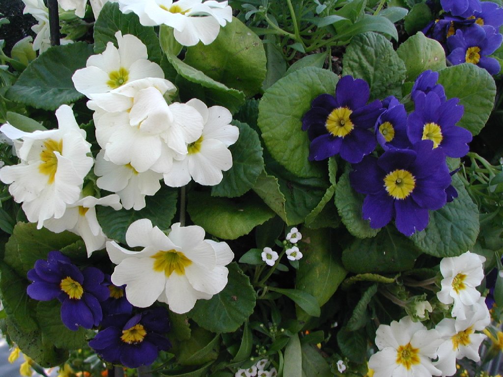 Rq~sEWA - ԁi11Bej - ʐ^f - ݃{