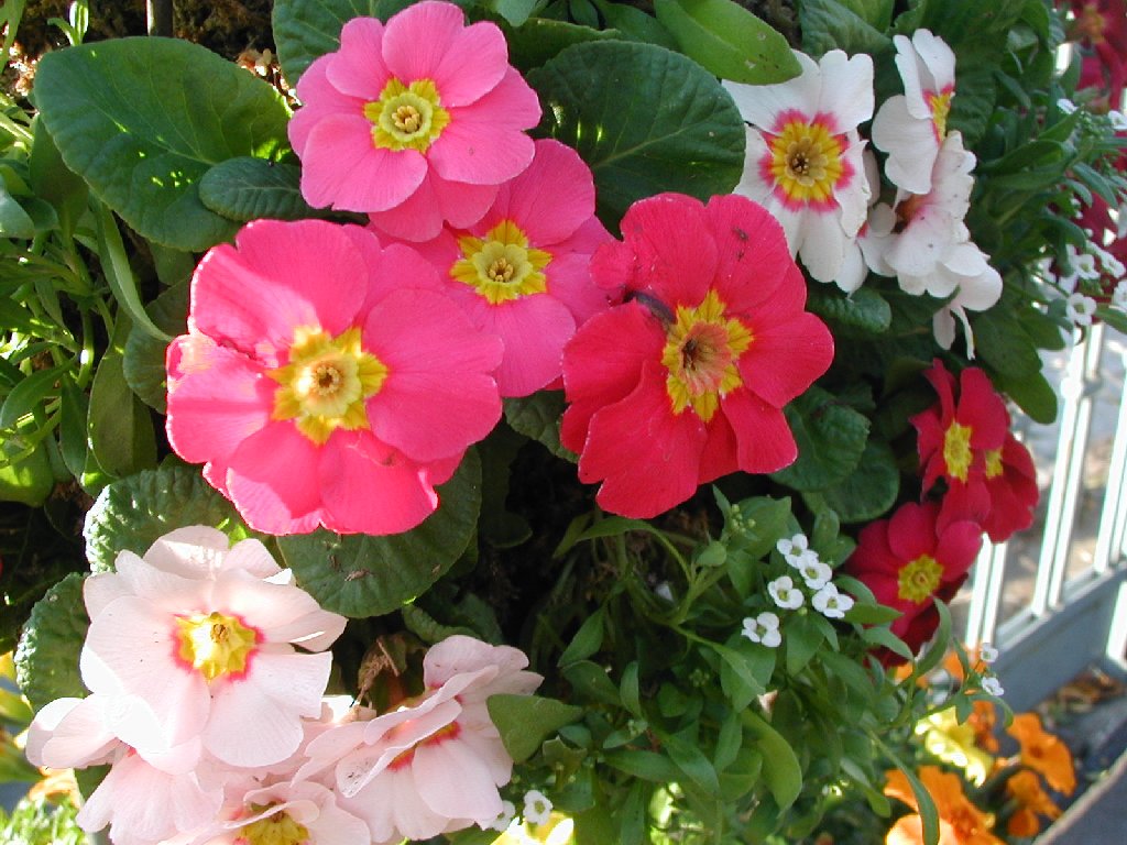Rq~sEWA - ԁi11Bej - ʐ^f - ݃{