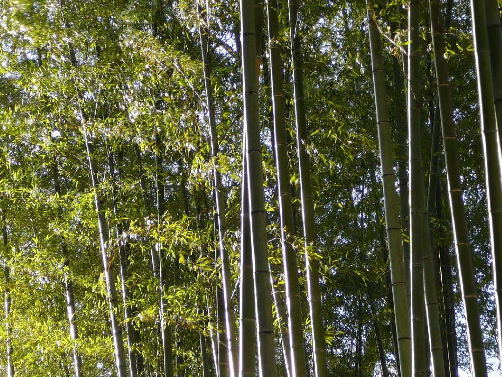 ÉɓECPE|т̏a - ԁi12Bej - ʐ^f - ݃{