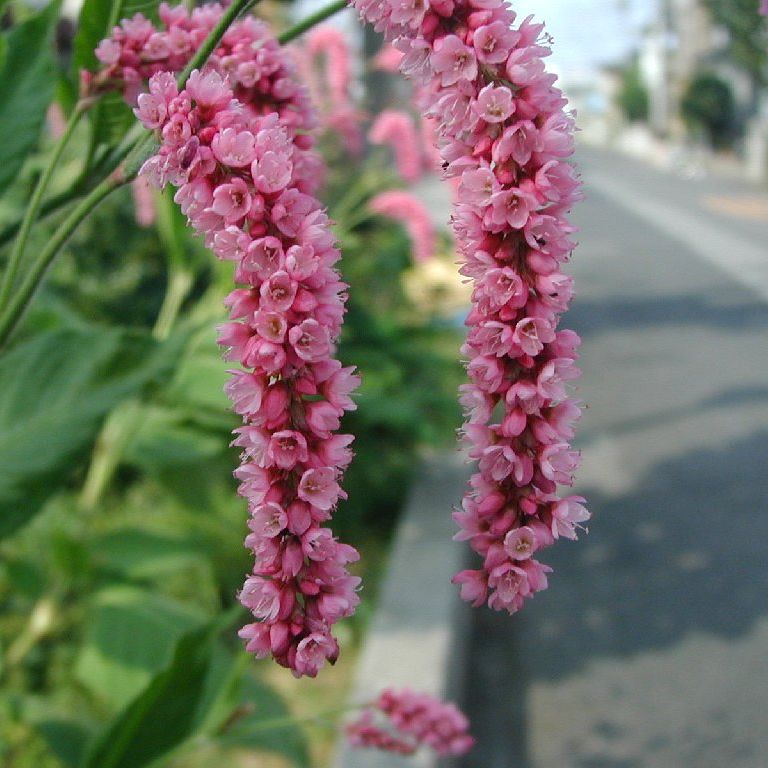 ʌzJsẺ - ԁi9Bej - ʐ^f - ݃{