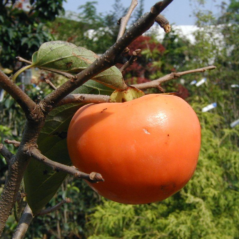 ʌsEJL - ԁi10Bej - ʐ^f - ݃{