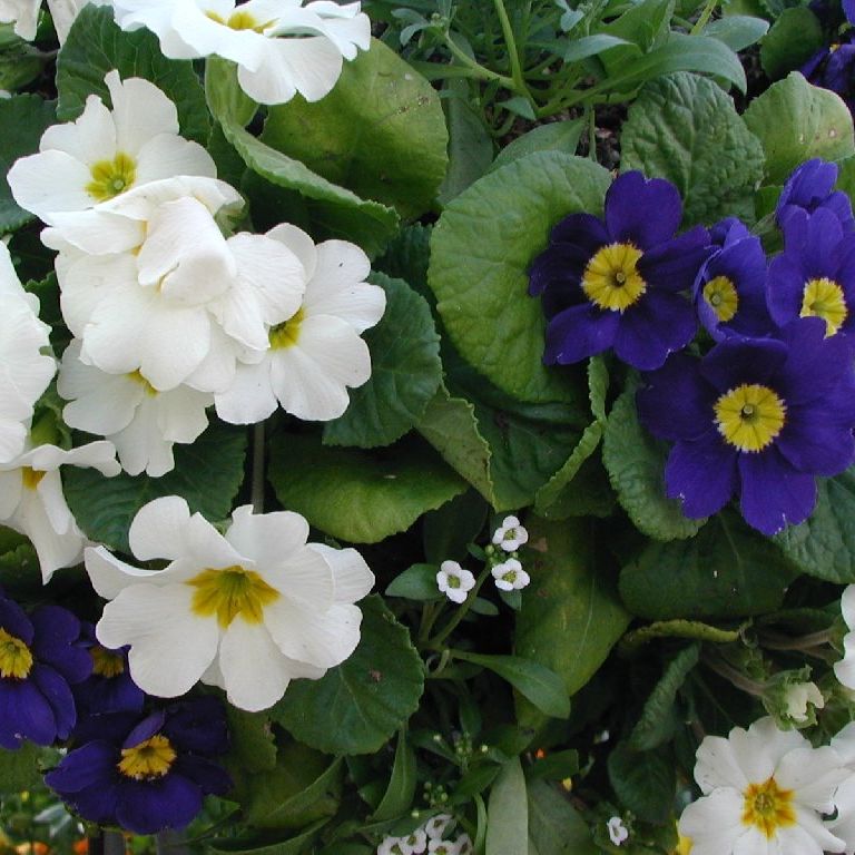 Rq~sEWA - ԁi11Bej - ʐ^f - ݃{