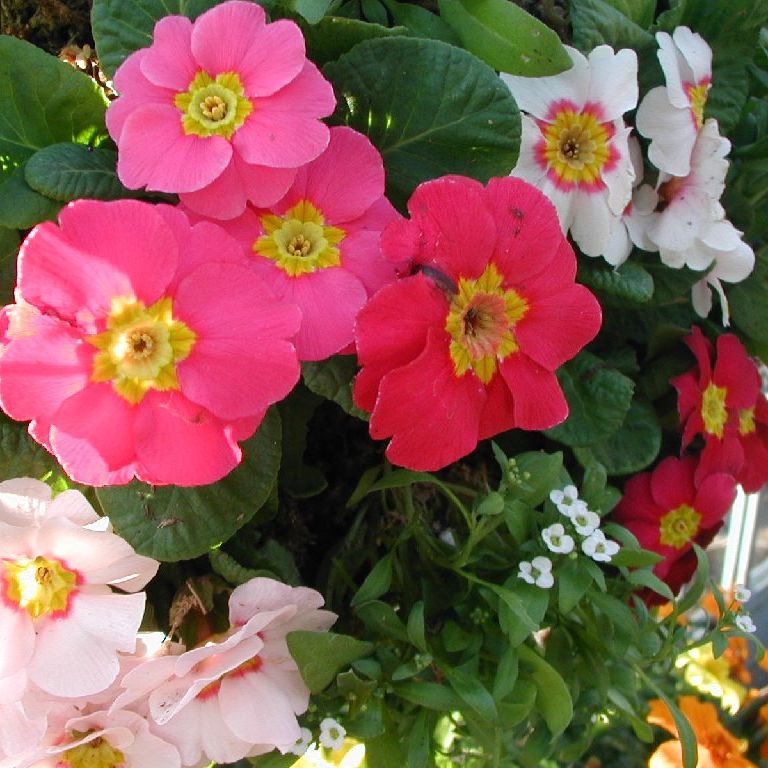 Rq~sEWA - ԁi11Bej - ʐ^f - ݃{