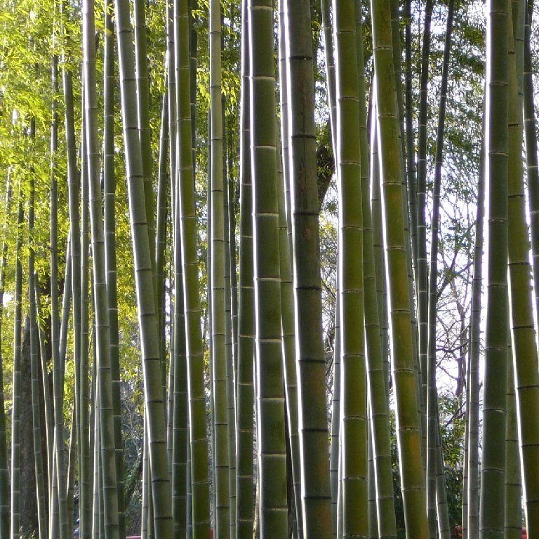ÉɓECPE|т̏a - ԁi12Bej - ʐ^f - ݃{