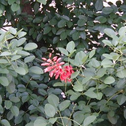 赤い花 or 葉