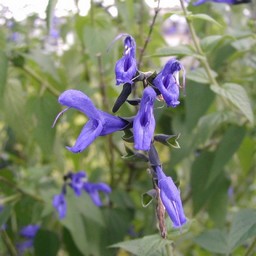 紫の花