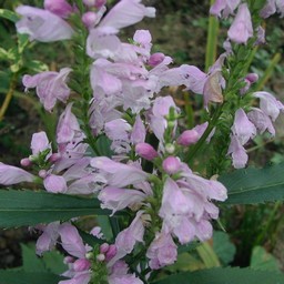 紫の花