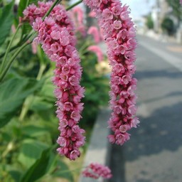 紫の花