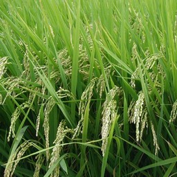 稲・米