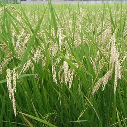 稲・米