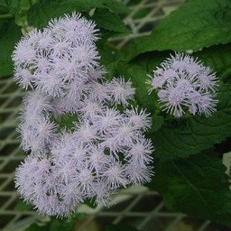 フジバカマ