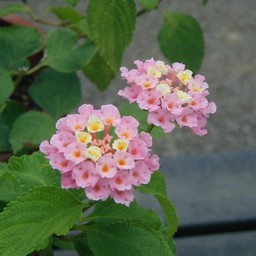 ランタナ