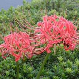 彼岸花