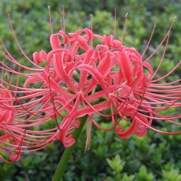 彼岸花