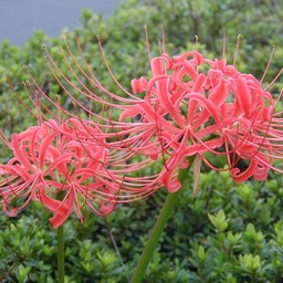 彼岸花