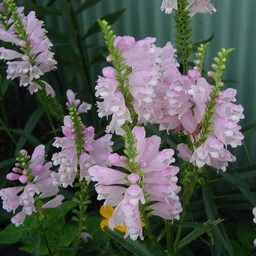 ピンクの花