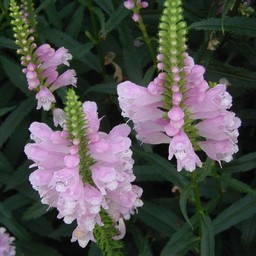 ピンクの花