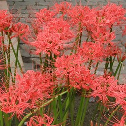 彼岸花