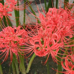 彼岸花