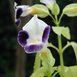紫の花