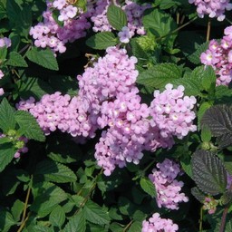 紫の花