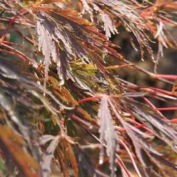 紅しだれ