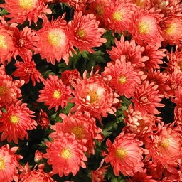 菊