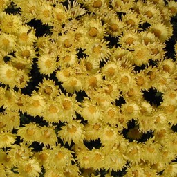 菊