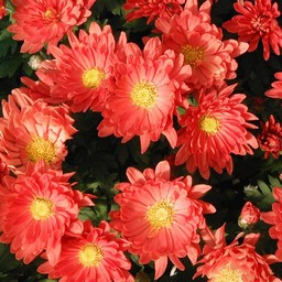 菊