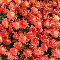 菊