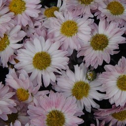 菊