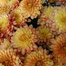 菊