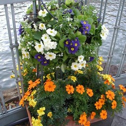 川端の花