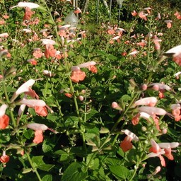 ピンクの花