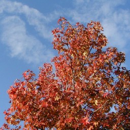 葉・紅葉