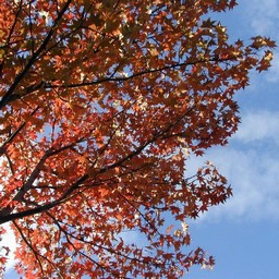 葉・紅葉
