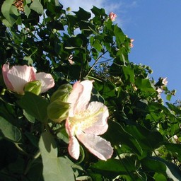 ピンクの花