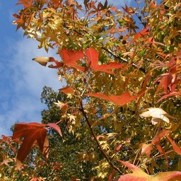 葉・紅葉