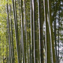 竹林