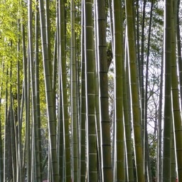 竹林