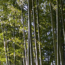 竹林