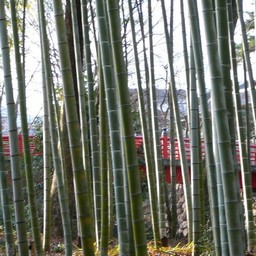 竹林