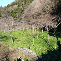 わさび田