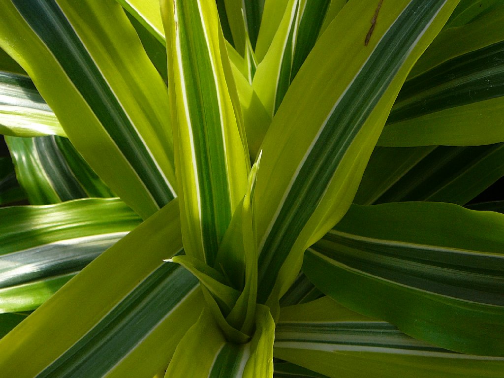 ʌsE[lbg - ԁi1Bej - ʐ^f - ݃{