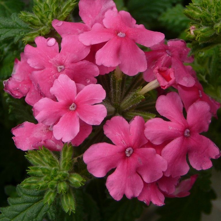 ʌsEo[xi - ԁi3Bej - ʐ^f - ݃{
